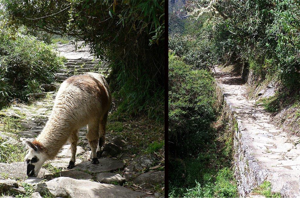 The Inca trail
