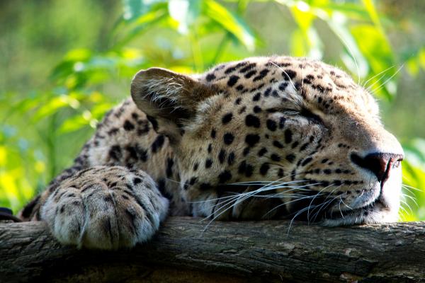 Leopard