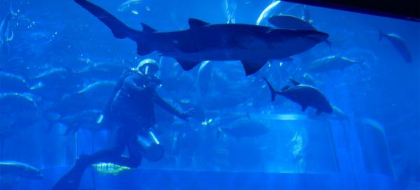 Návštěva Dubai mall aquarium