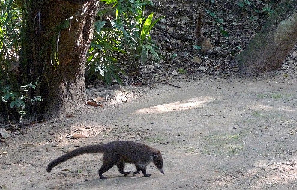 Coatimundi