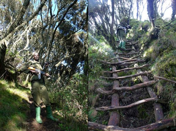 Ascent in mountain lichen forest