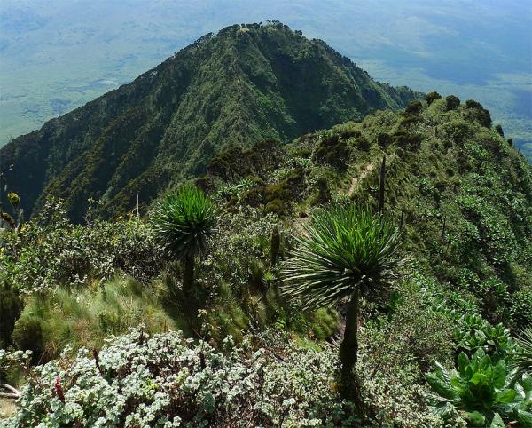 Endemic vegetation
