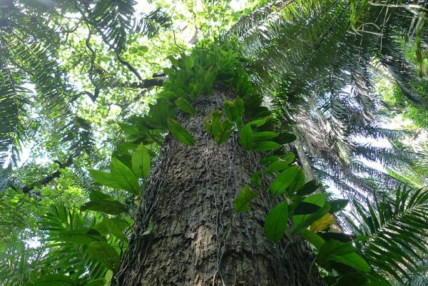 Virgin forest in Semuliki