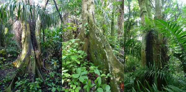 Stunning trees in national park