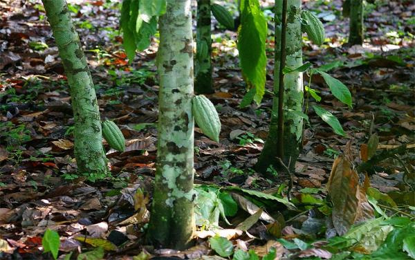 Cocoa beans