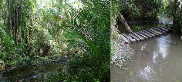 Waterlogged paths
