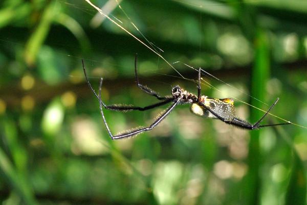 Spiders in Semuliki