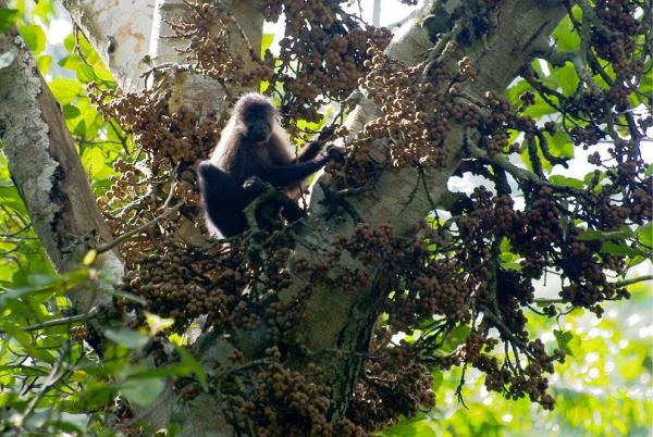 Monkeys