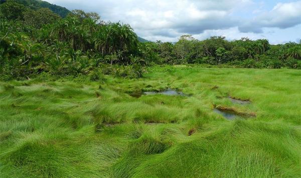 Waterlogged area