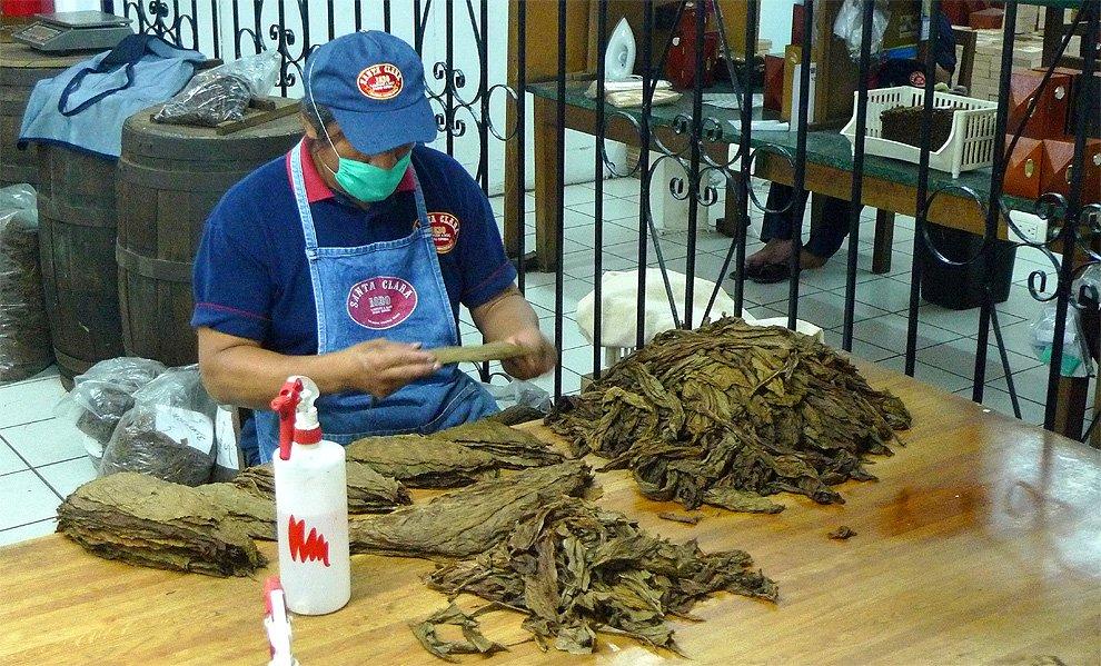 Working with tobacco leaves