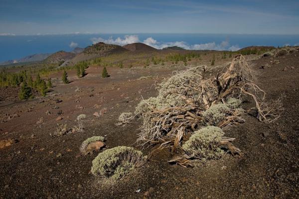 The remnants of vegetation