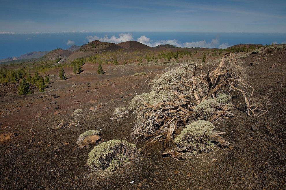 The remnants of vegetation