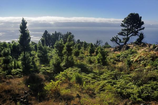 Canary forest