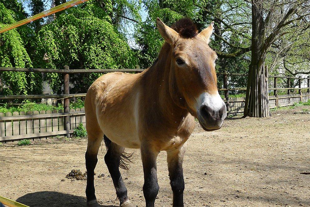 Przewalski's Horse