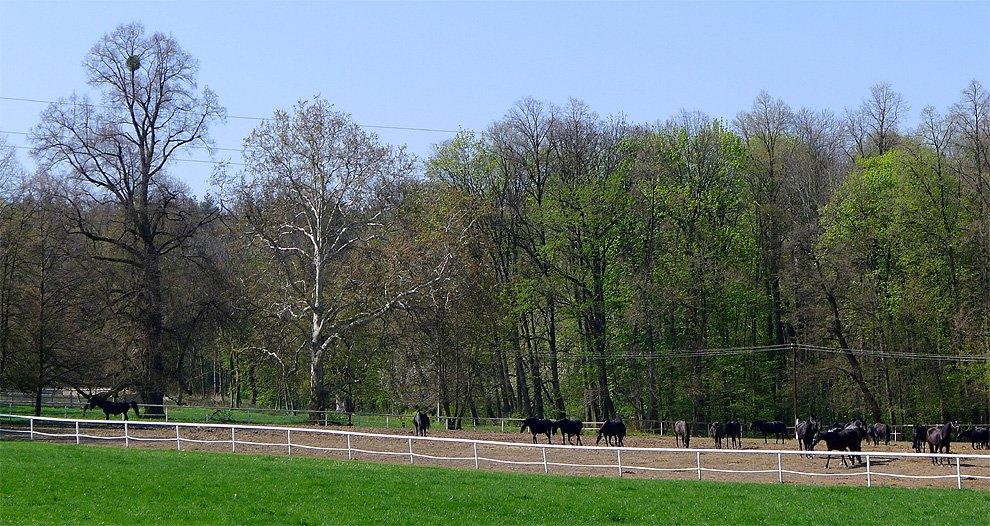 Kladruber black horses