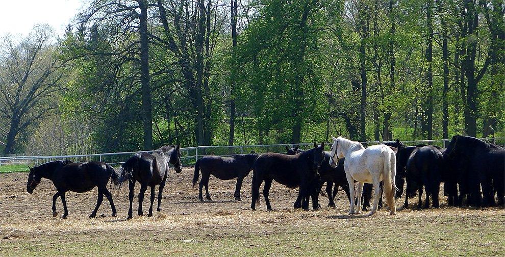 Old Kladruby horses