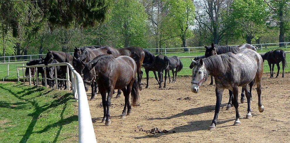 The way back to the stud farm