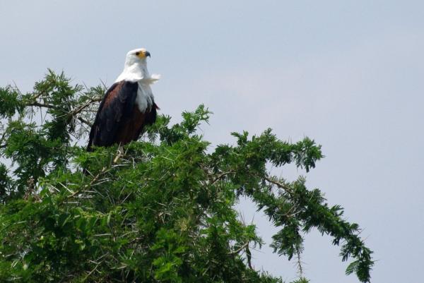 African Fish-Eagle