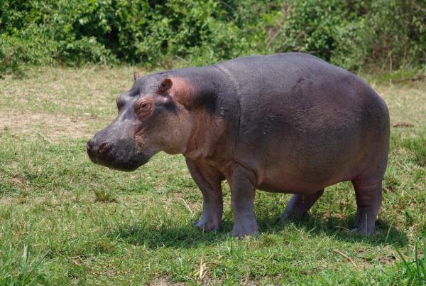 Hippo