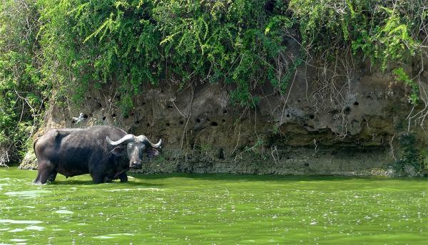 Buffalo