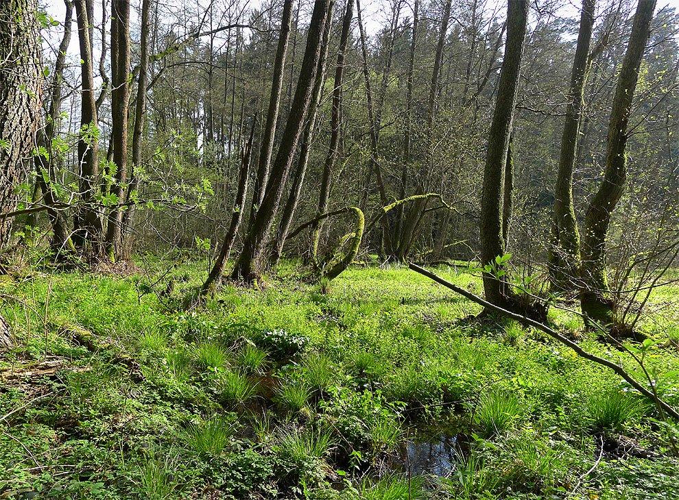 Marsh vegetation