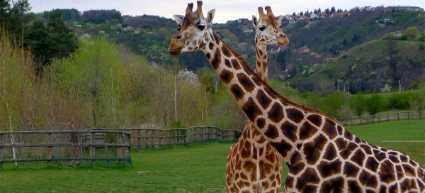 ZOO Praha