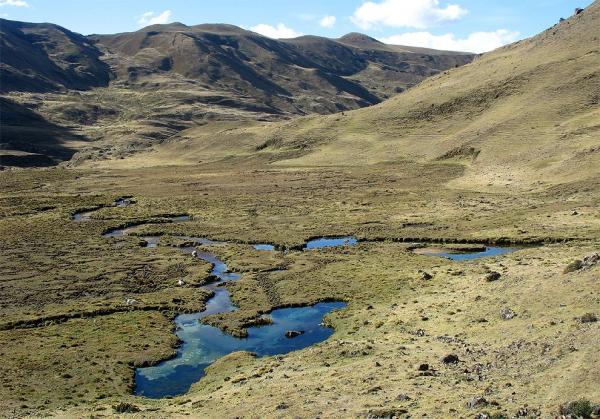Bofedales in the valley of Tayapampa