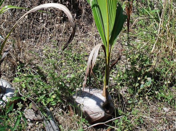 The germ of coconut palms