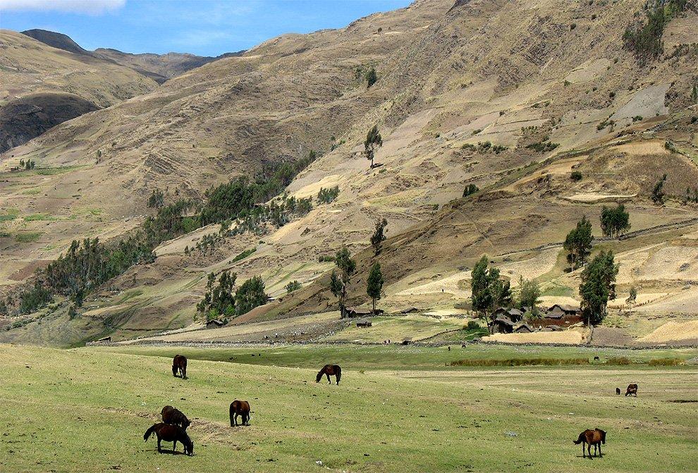 Horses at Jancapampa