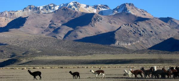 Cerro Condoriri (Sajama)