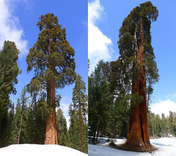 Giant Forest