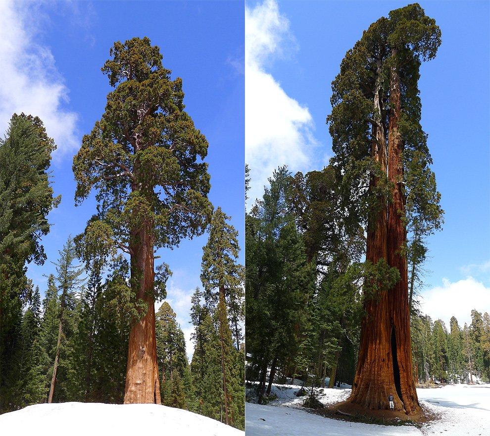 Giant Forest