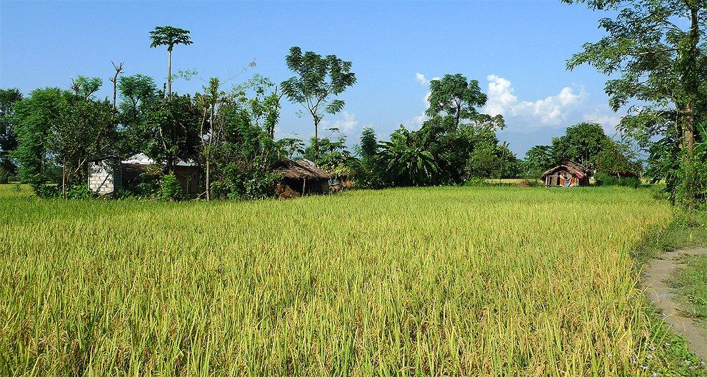 Zemědělská krajina okolo Sauraha