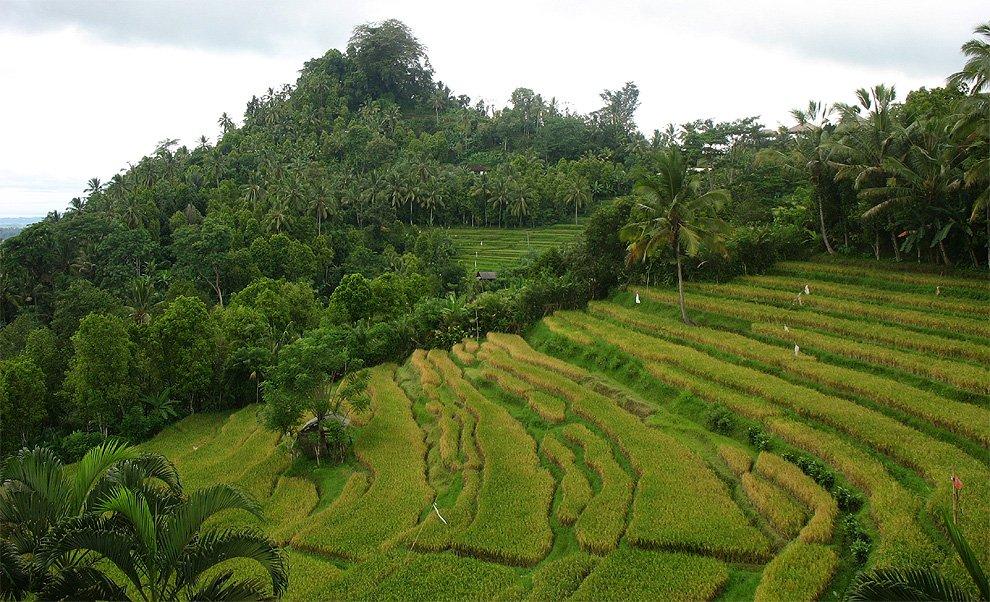 Rýžové terasy na Bali