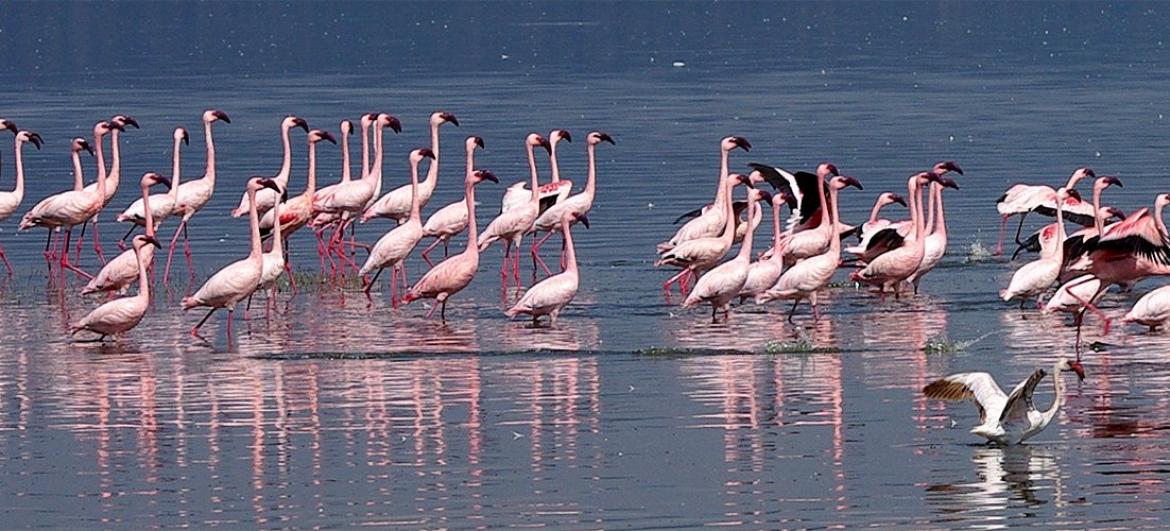 Safari okolo jezera Nakuru