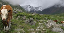 Ascent from Nilovka to pass Shumak